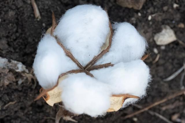¿Qué es el algodón orgánico?